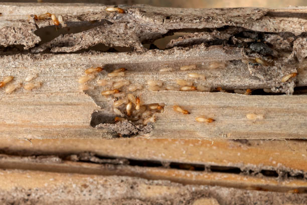 Bird Control in Cienega Springs, AZ